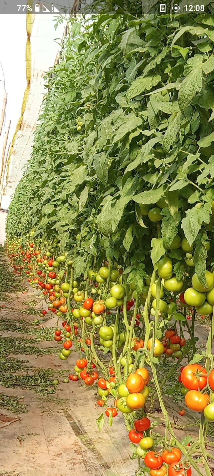 Cultures maraîchères fertilisées